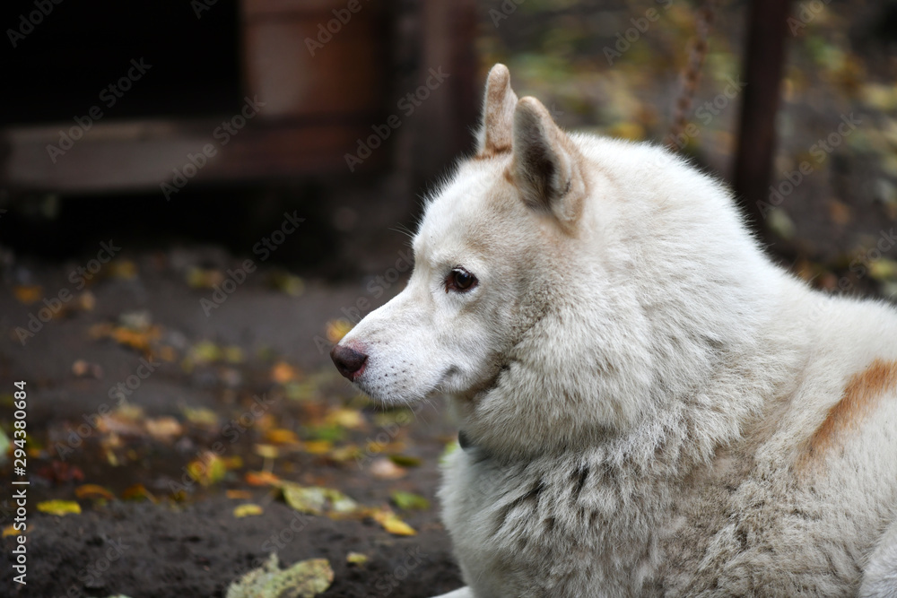 northern husky dogs in everyday life in a kennel in a park northern husky dogs in everyday life in a kennel in a park