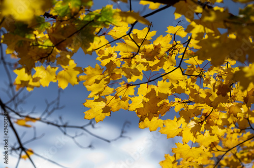 Autumn leaves of maple against the sky.