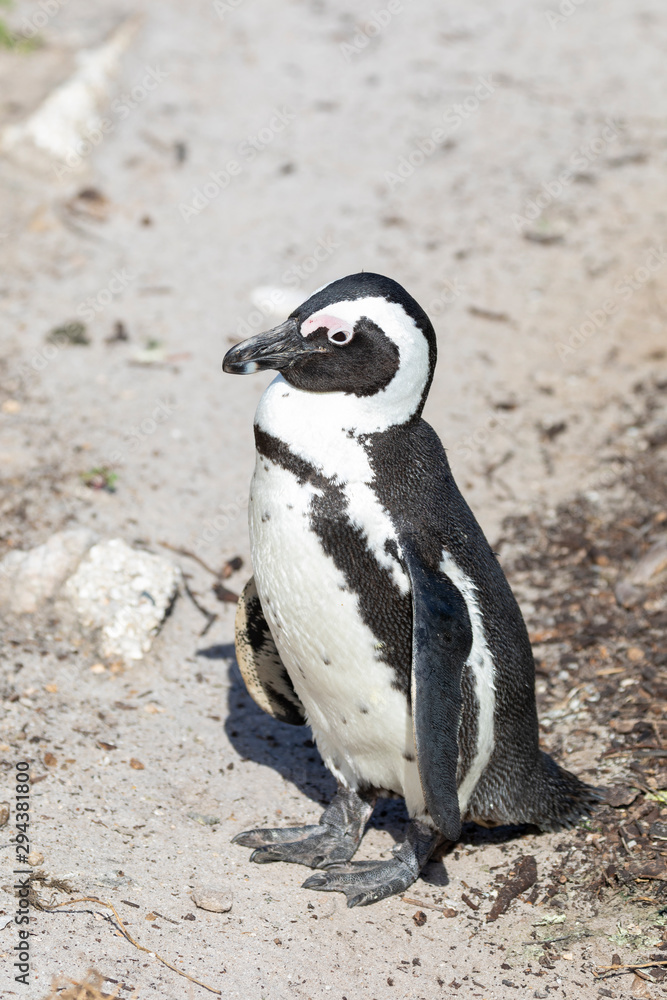 Obraz premium African Penguin (Spheniscus demersus) on the beach at Stony Pont Nature Reserve, Betty's Bay, Western Cape, South Africa