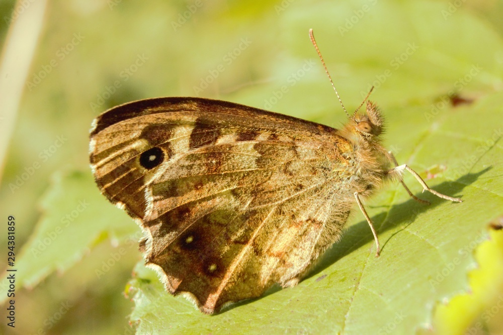 Fototapeta premium Under-wing view of a Speckled Wood (Pararge aegeria) butterfly at rest on a leaf.