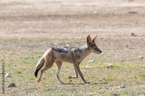 Black-backed jackal, Canis mesomelas, Kgalagadi Transfrontier Park, Northern Cape, South Africa running in the dry Auob River