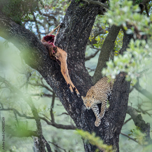 Leopard in Kruger National park, South Africa