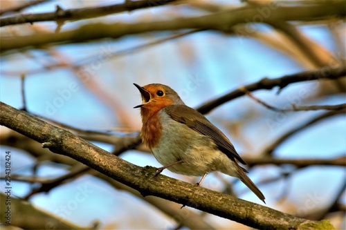 A European robin (Erithacus rubecula) singing on a tree branch.