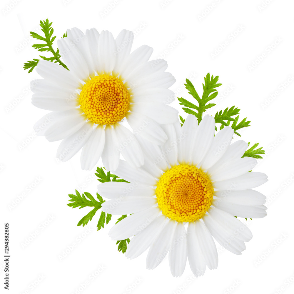 Chamomile or camomile flowers isolated on white background - obrazy, fototapety, plakaty 
