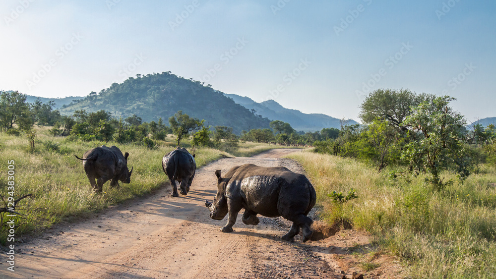 Southern white rhinoceros in Kruger National park, South Africa - obrazy, fototapety, plakaty 