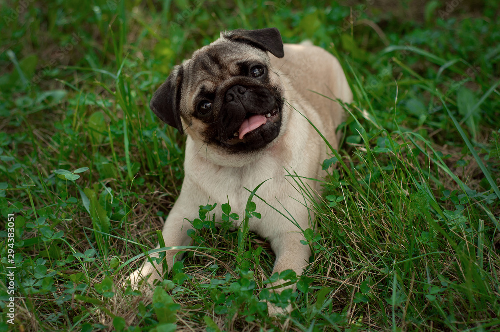6 month old pug puppy lies on green grass in the meadow