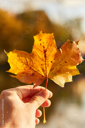 A young man holds a yellow maple leaf. Maple Leaf. Autumn has come