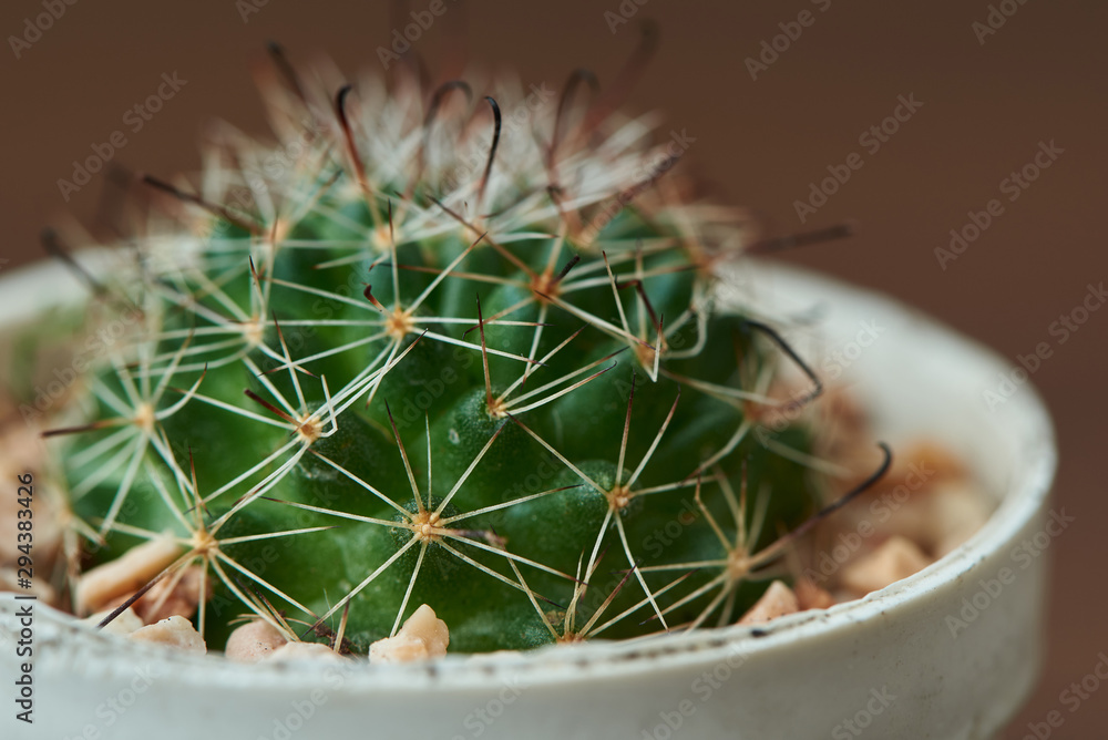 Close-up view of beutiful cactus in the pot Close-up view of beutiful cactus in the pot