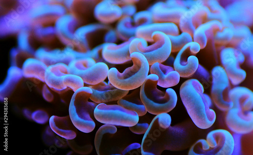 Euphyllia ancora (Hammer coral) is a species of hard coral in the family Euphylliidae. photo