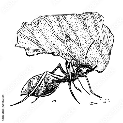 Leafcutter ant holding a leaf. Realistic hand-drawn ink illustration.