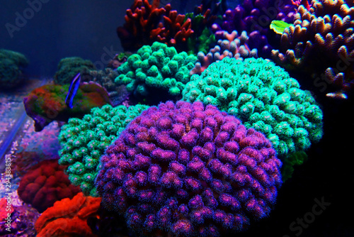 Pocillopora (Pocilloporidae) short polyps stony coral 
