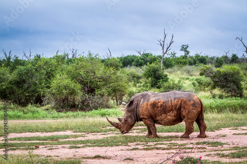 Southern white rhinoceros in Kruger National park, South Africa photo