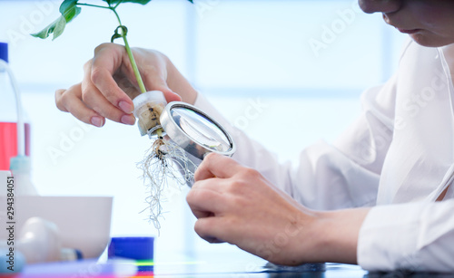 study of plants grown by the method of hydroponics. The girl in the laboratory checks the plant photo