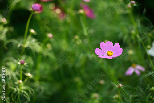 This is a picture of the purple cosmos in Japan