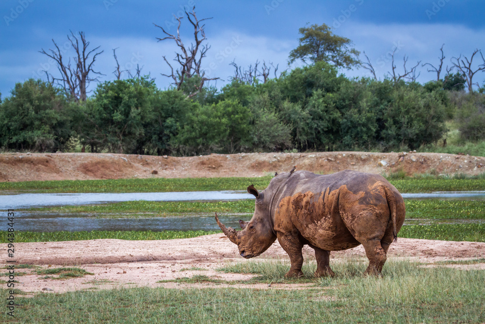 Fototapeta premium Southern white rhinoceros in Kruger National park, South Africa