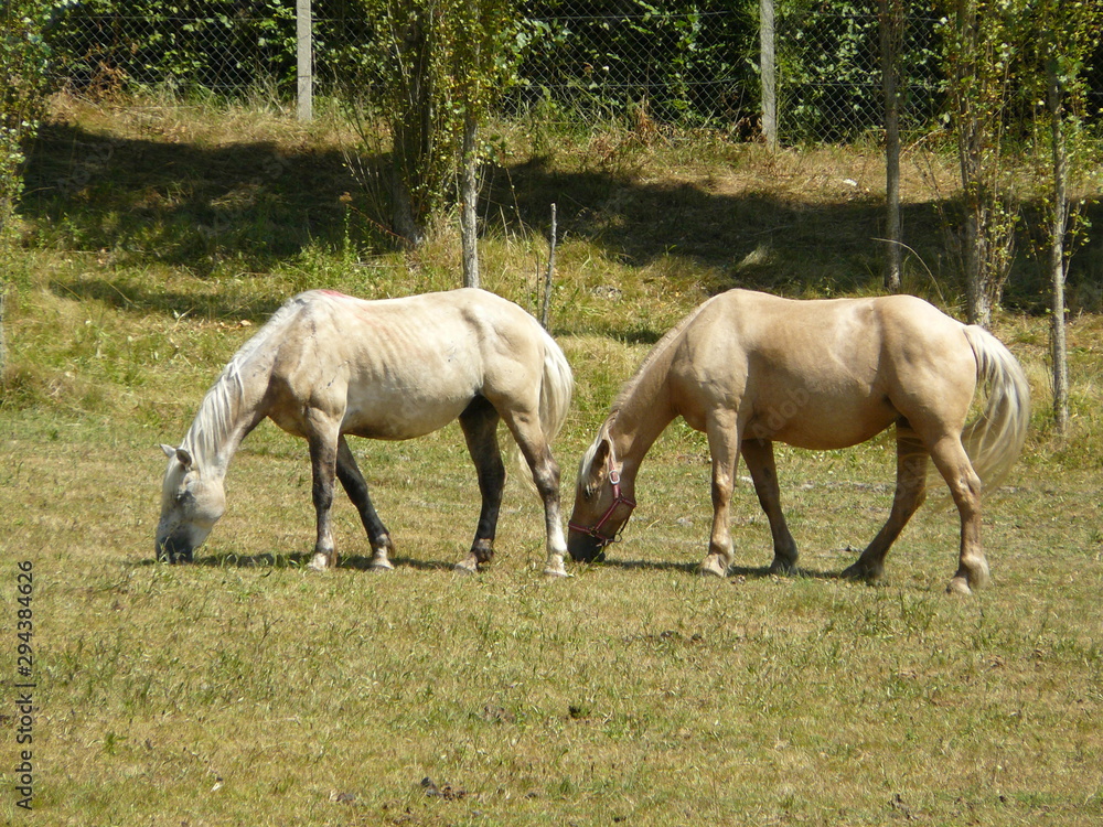 Couple de chevaux Couple de chevaux