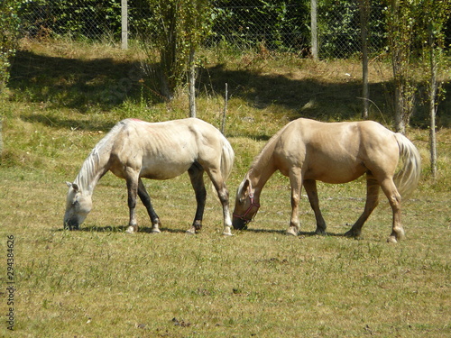 Couple de chevaux 