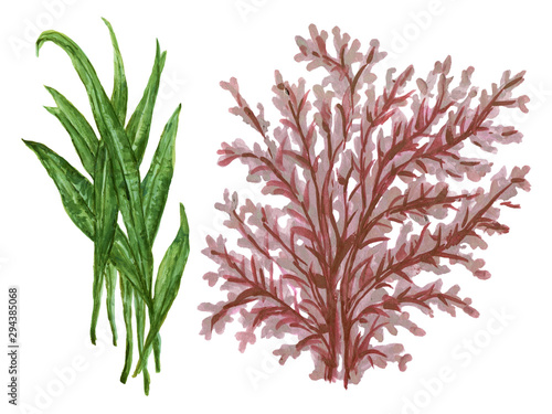 Photo Watercolor gouache Seaweeds, Coral, Aquarium plants, underwater hand pianting