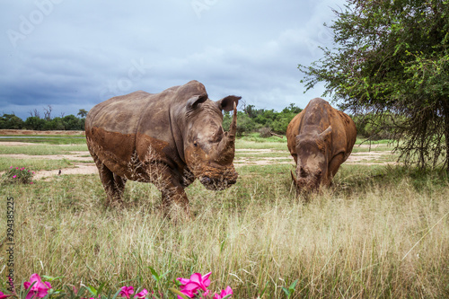 Two Southern white rhinoceros in wide angle view in Hlane royal National park, Swaziland scenery; Specie Ceratotherium simum simum family of Rhinocerotidae