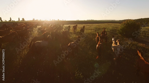 Horses running on the meadow. Aerial view of hoofed animals. We are might and power. Each is his own leader.