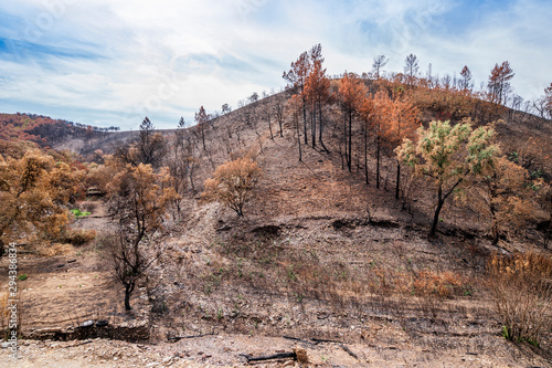 Burnt forest recovering after fire photo