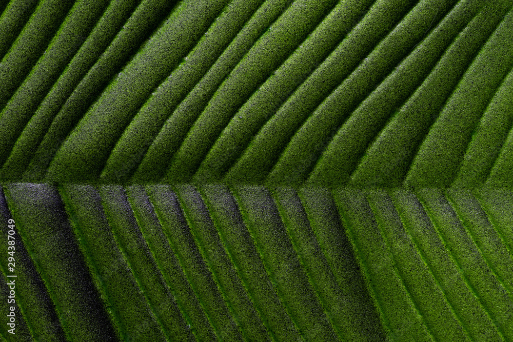 Fototapeta premium abstract green leaf texture background
