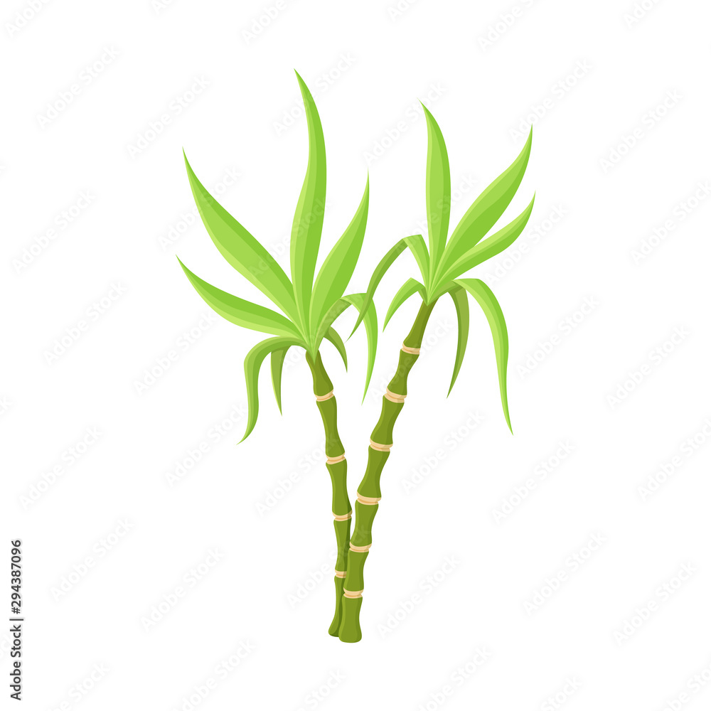 Vector illustration of vegetable and sugar logo. Graphic of vegetable and cane stock vector illustration. Vector illustration of vegetable and sugar logo. Graphic of vegetable and cane stock vector illustration.