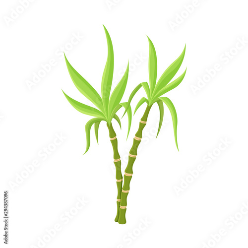 Vector illustration of vegetable and sugar logo. Graphic of vegetable and cane stock vector illustration.