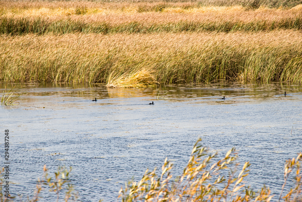 Bulrush, cattail, sedge. Pristine river. Belarusian Polesie. Wind. Autumn. Bright autumn colors. Flowing water. Wind on the river. Wild nature. Bulrush, cattail, sedge. Pristine river. Belarusian Polesie. Wind. Autumn. Bright autumn colors. Flowing water. Wind on the river. Wild nature.