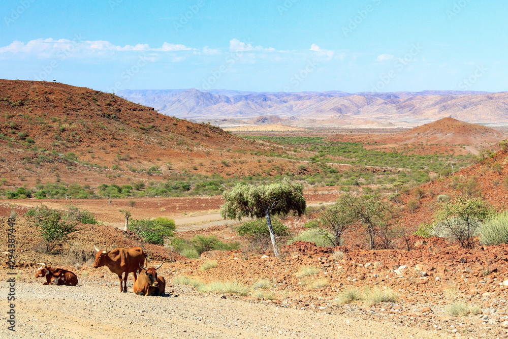 Cattle waiting near a gravel road with mountains in the background, Kaokoland, Namibia, Africa