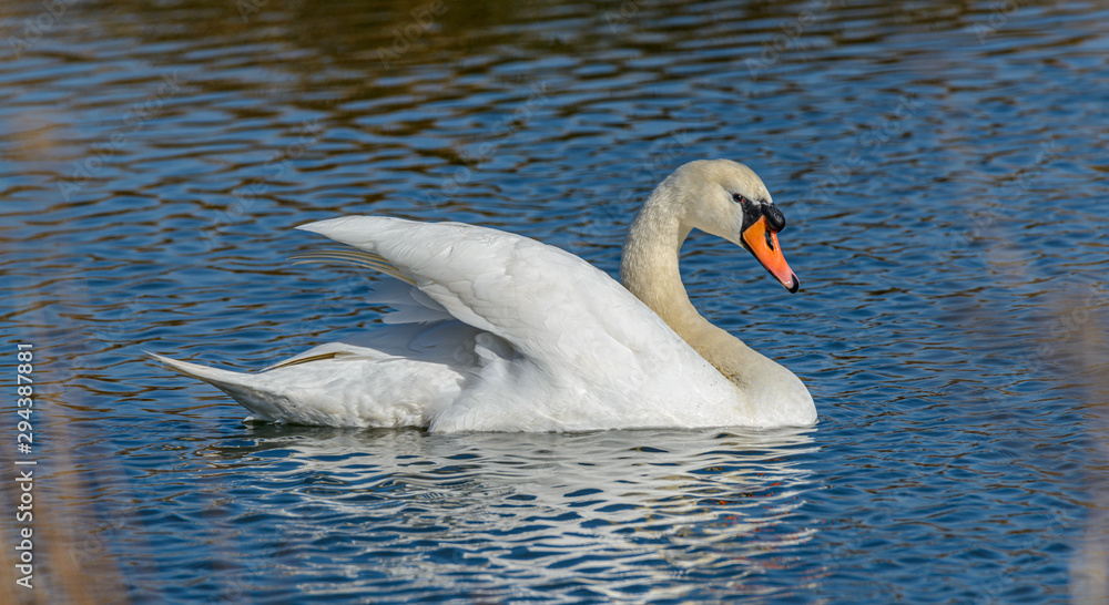 Naklejka premium swan on rippled water