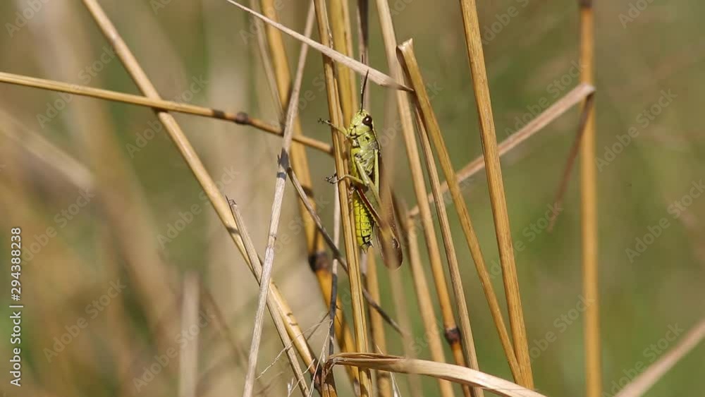Grasshopper crawling on a blade of grass Grasshopper crawling on a blade of grass
