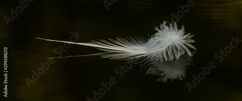 feather on dark water surface with reflection