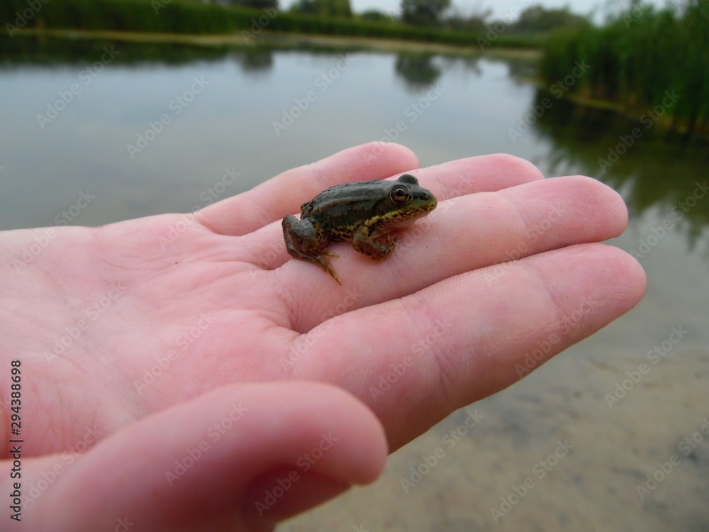 Obraz premium green frog in the palm of a child