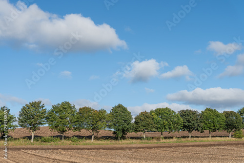 A potato field ready for harvest in rural Perthshire  Scotland on a sunny autumn day