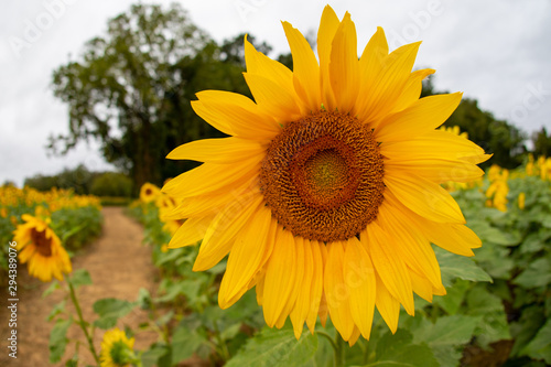 sunflower blossom in jarrettsville maryland harford county usa farm field