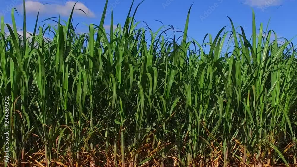 Agriculture, High Quality Sugar Cane, Slow Motion, Sugar Cane Agriculture, High Quality Sugar Cane, Slow Motion, Sugar Cane