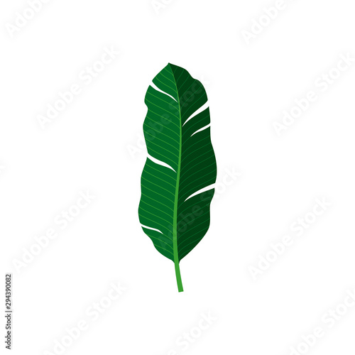 Vector illustration. Tropical leaf on white background.