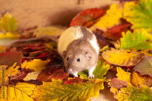 Domestic rat sitting on colorful autumn leaves