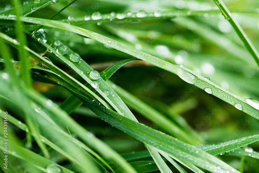Fresh green grass with water drops after rain. Selective focus. Nature background. Fresh green grass with water drops after rain. Selective focus. Nature background.