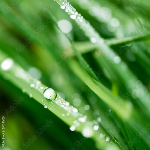 Close-up water drops after rain on green grass. Soft focus. Macrography. Abstract nature background.