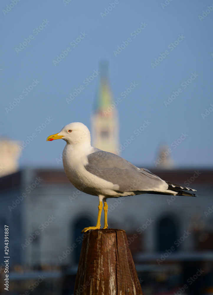 Fototapeta premium Möwe Silbermöwe Larus argentatus Vogel Nahaufnahme Venedig Sonnenschein Italien Seevogel Raubvogel Schnabel Federn Pfosten Canale Grande Sonne Umriss stolz Fische füttern European herring gull 