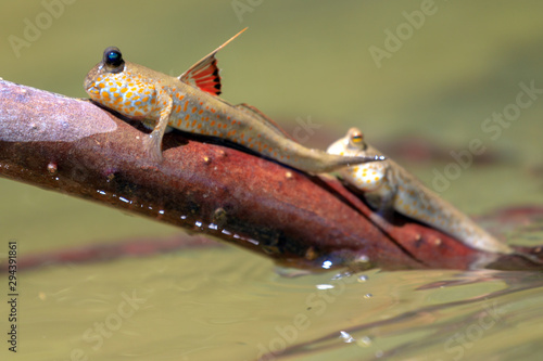 Male mudskipper on a branch photo