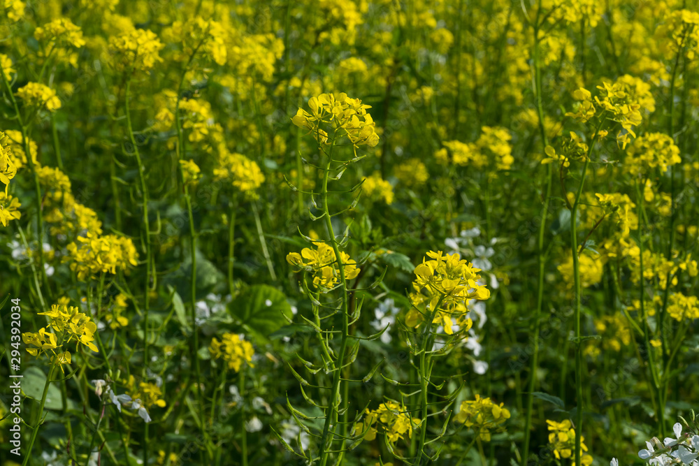 Agriculture field yellow sunny day plant