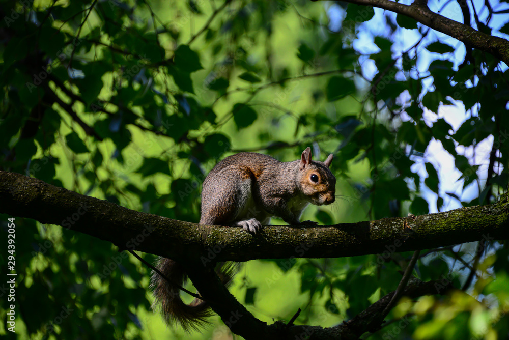 Eichhörnchen Ast Sonne London Baum Nahaufnahme Hyde Park Nüsse zahm Touristen beliebt klettern Fell Nagetier Ohren süß füttern scheu Flucht Winterschlaf England Squirrel berühmt Gartenanlage Eichhörnchen Ast Sonne London Baum Nahaufnahme Hyde Park Nüsse zahm Touristen beliebt klettern Fell Nagetier Ohren süß füttern scheu Flucht Winterschlaf England Squirrel berühmt Gartenanlage