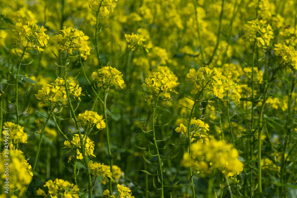 Agriculture field yellow sunny day plant