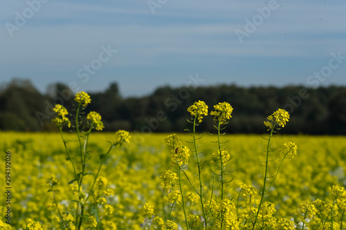 Agriculture field yellow sunny day plant