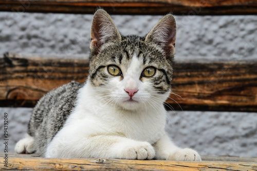 Katze Kätzchen Tierbaby Nahaufnahme Augen weiß getigert Hauskatze Raubtier Bauernhof Holzbank Blick Augen Schnurrhaare Ohren aufmerksam Instikt domestiziert Europa Fell Tatzen schleichen photo