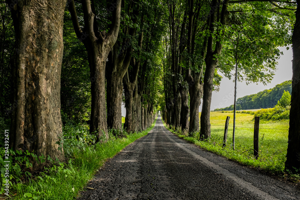 Obraz premium Allee Straße Bäume Fluchtpunkt Sommer Landschaft Wuppertal Bergisches Land Deutschland Weg Idyll Gutshof Bauernhof Zaun Stämme Begrenzung Geschichte Richtung Ziel 