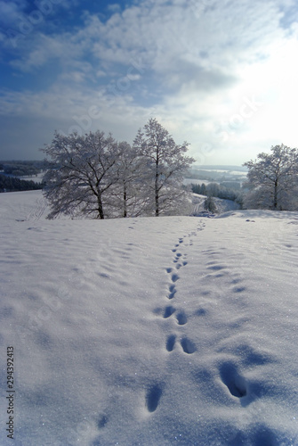 WInterlandschaft Weg Sauerland Schnee Weihnachten Bäume Natur Idyll Wilblingwerde schneebedeckt Wiesen gefroren bizarr blaue Stunde Wanderung Schlitten Sonne Idyll Deutschland Seasons Greetings © ON-Photography